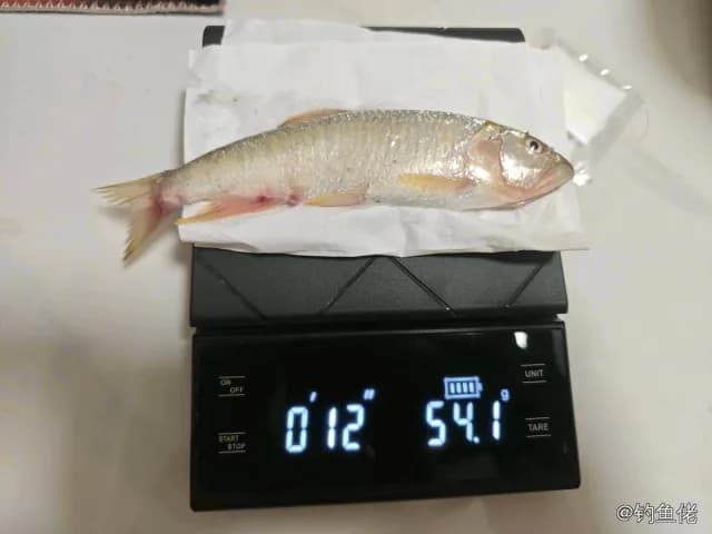 马口鱼钓获 0.01kg