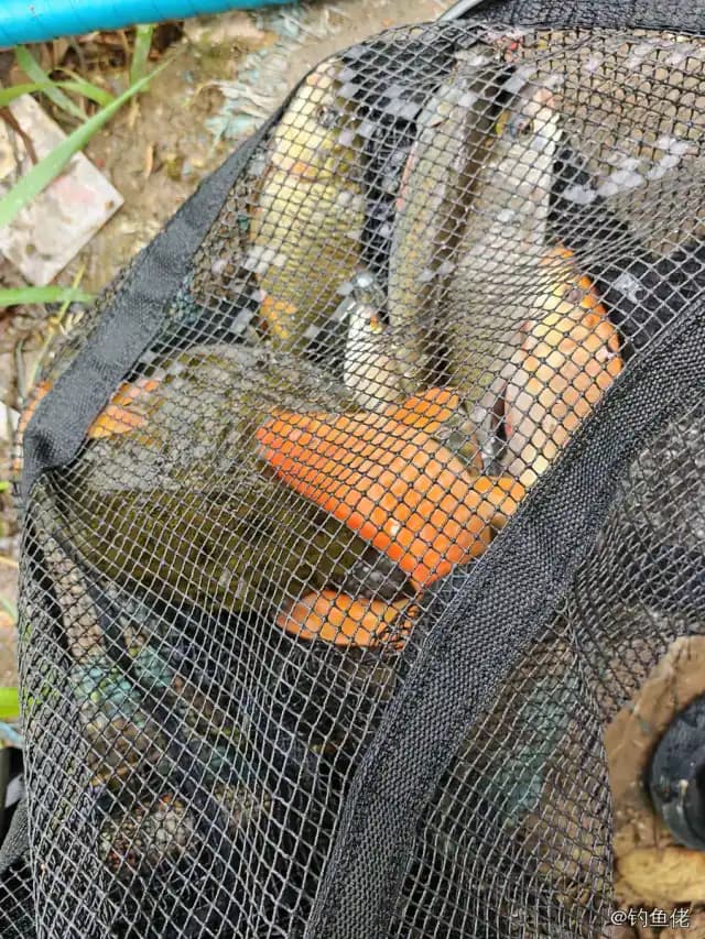 鲤鱼钓获 0.5kg