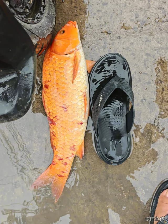 锦鲤钓获 5kg