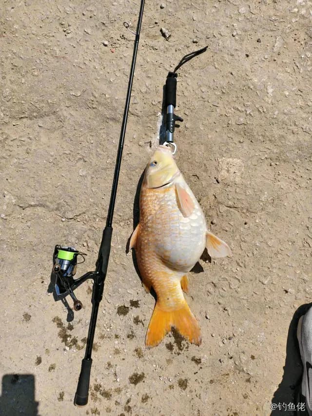 鲤鱼钓获 4kg