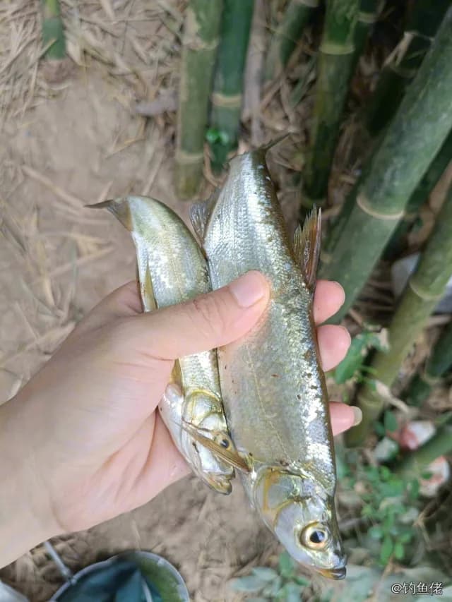 翘嘴鲌钓获 0.2kg