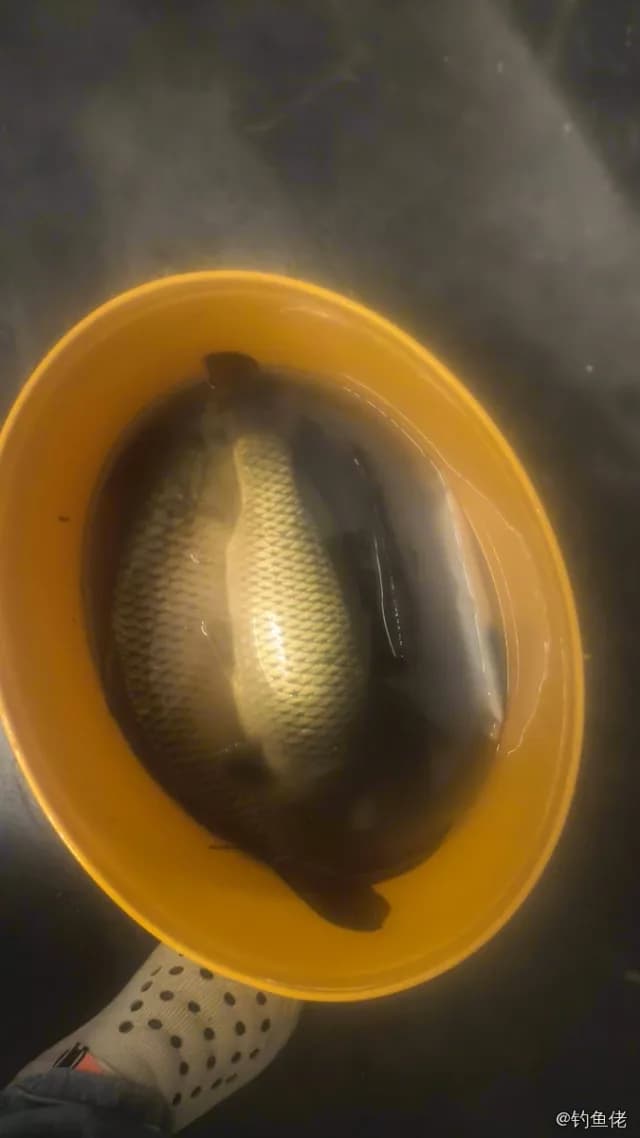 鲤鱼钓获 12kg