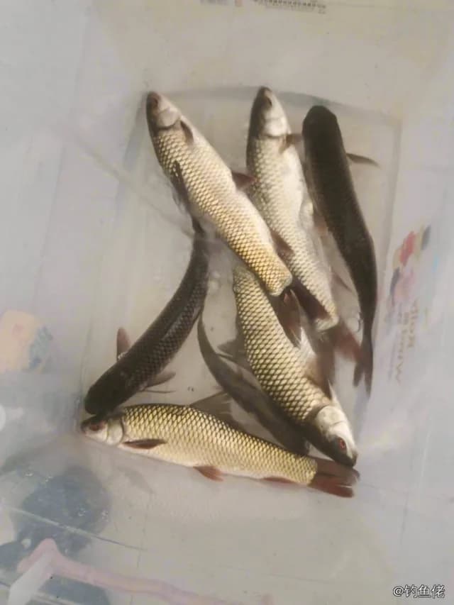 赤眼鳟钓获 2.5kg