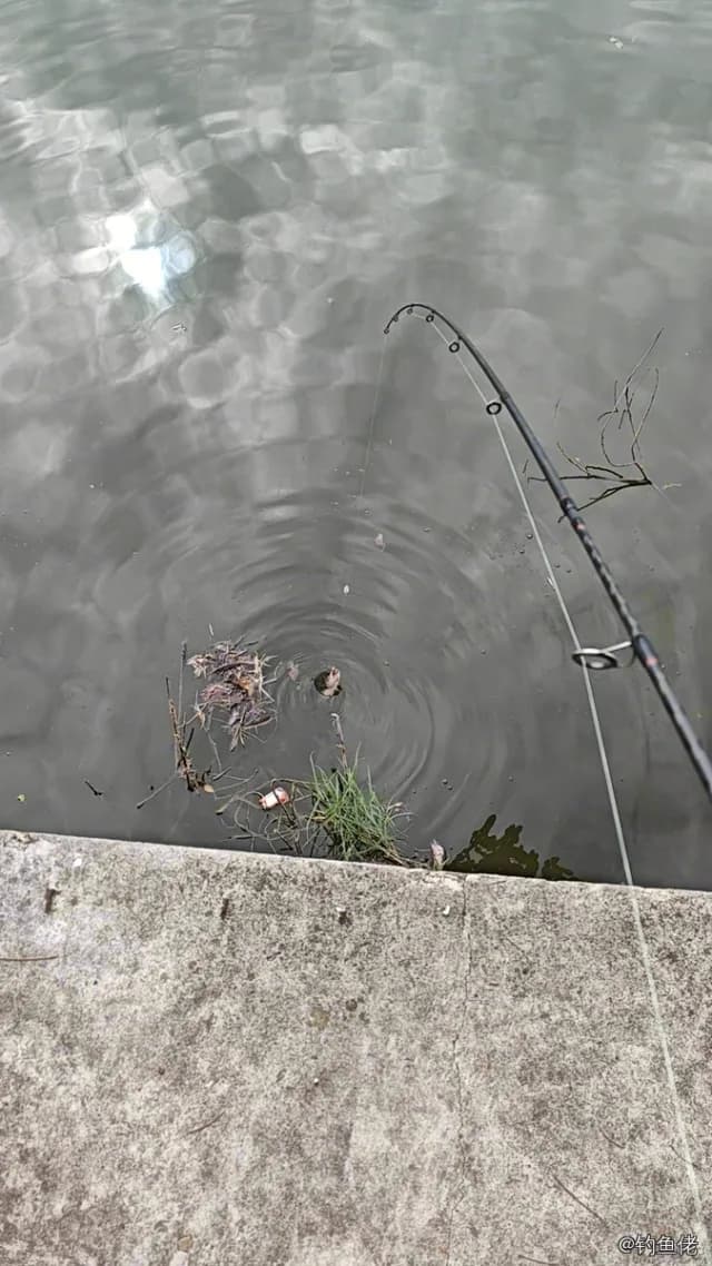 鲢鱼钓获 1.9kg