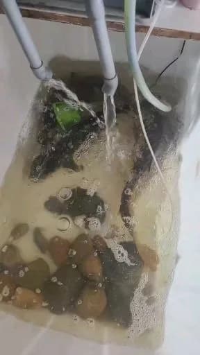 鲤鱼钓获 12kg