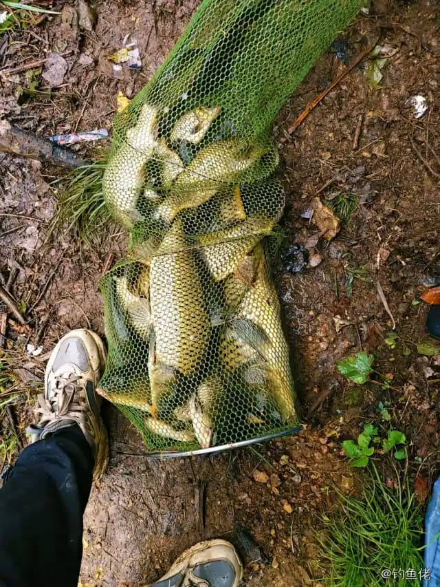 鲤鱼钓获 9.5kg