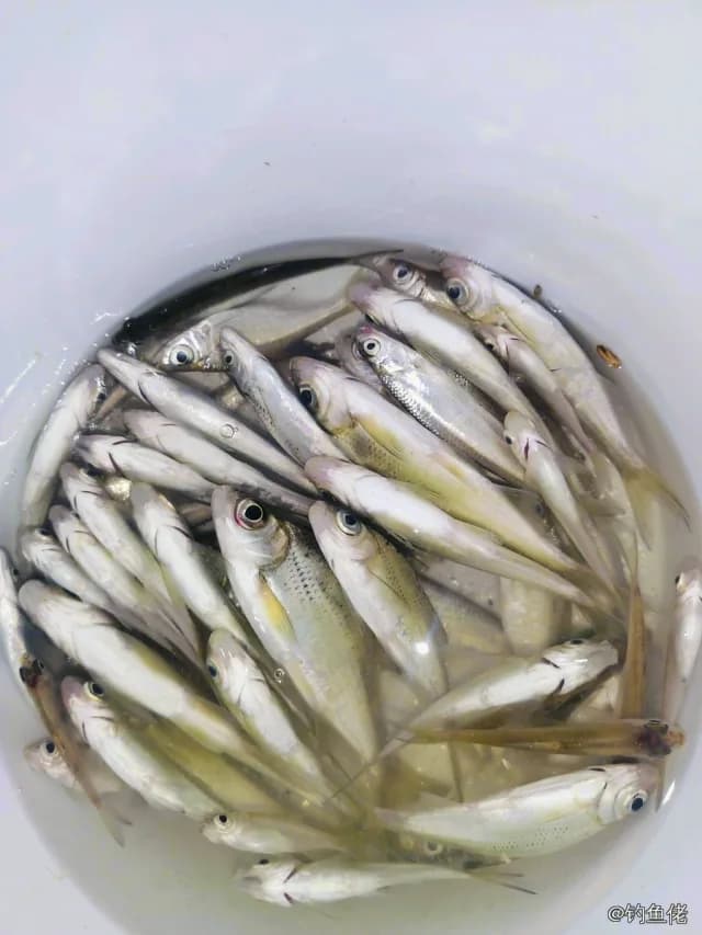 大眼华鳊钓获 0.9kg