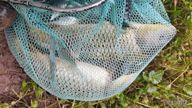鲤鱼钓获 1kg