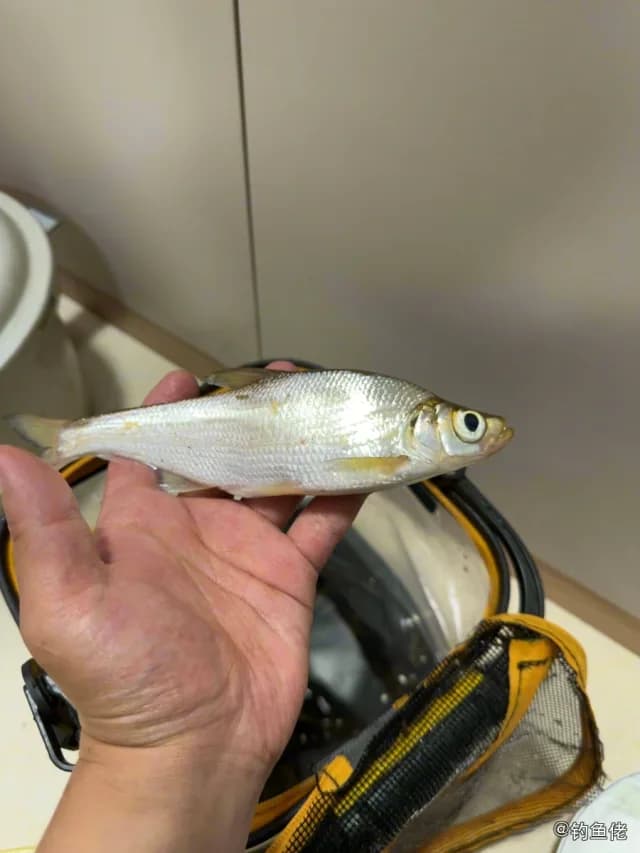 红鳍鲌钓获 0.1kg