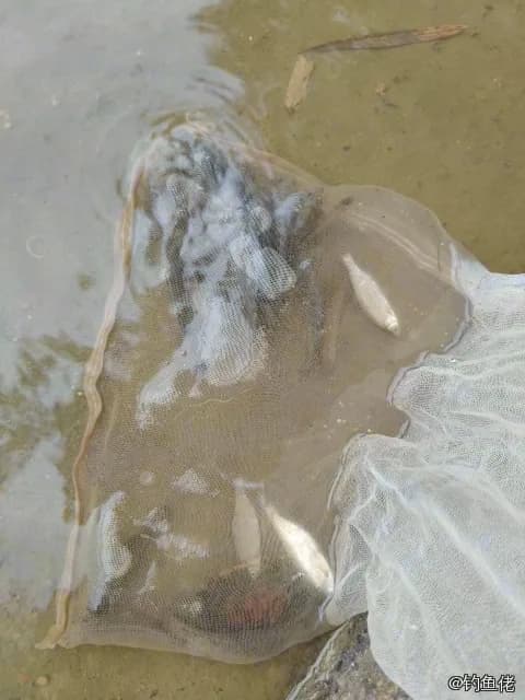 白条钓获 60kg