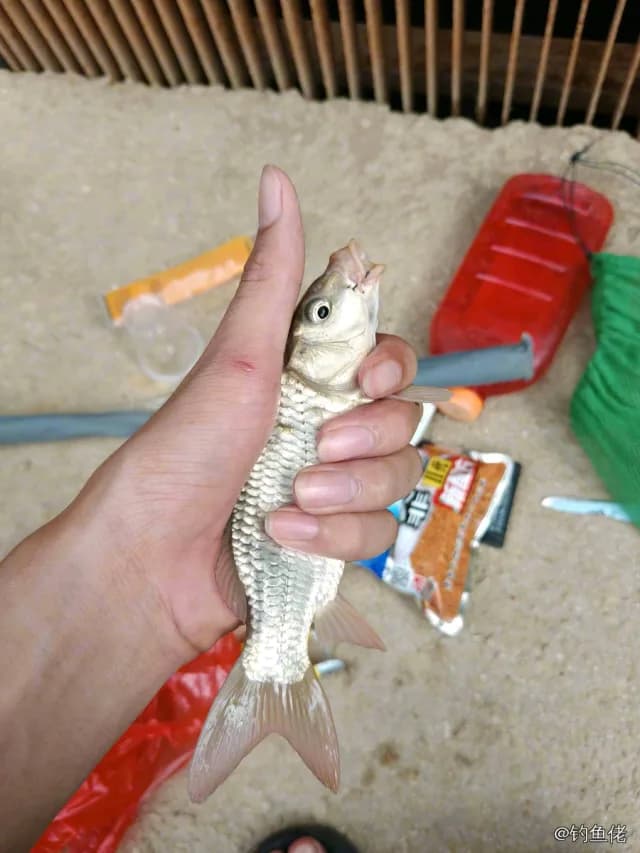 鲫鱼钓获 0.3kg