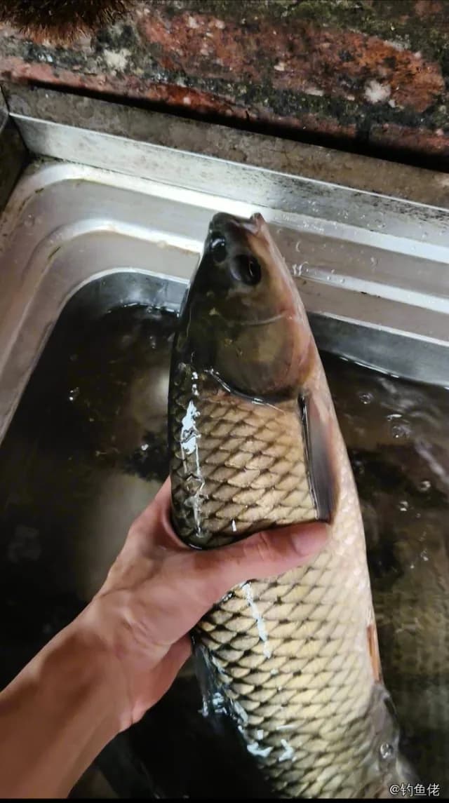 草鱼钓获 1.5kg