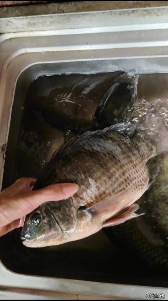 尼罗非鲫钓获 0.7kg