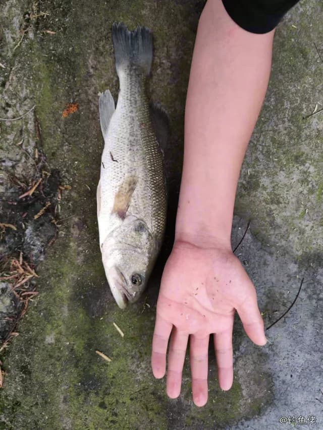 大口黑鲈钓获 1.01kg