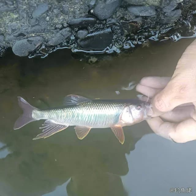 宽鳍鱲钓获 0.01kg
