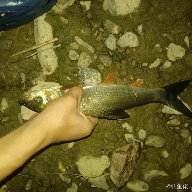 圆吻鲴钓获 0.01kg