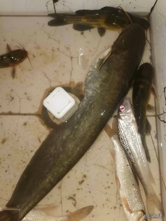 鲶鱼钓获 3kg