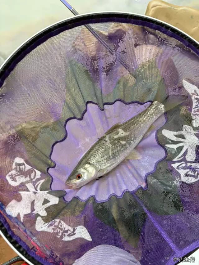 花䱻钓获 0.05kg