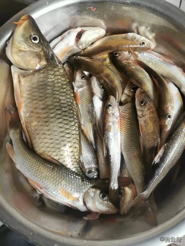 唇䱻钓获 3kg