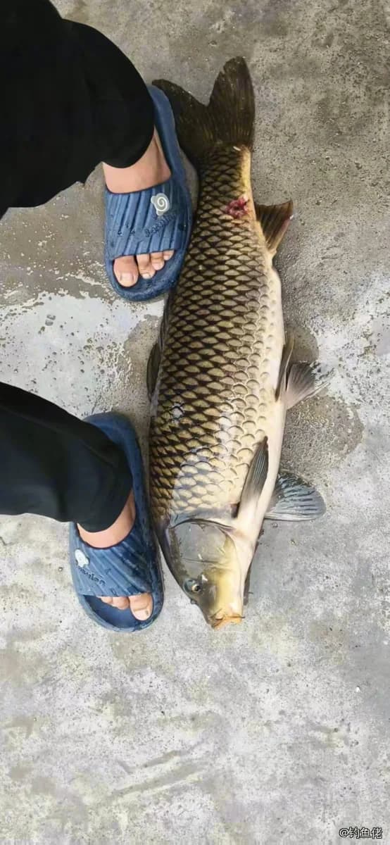 鲤鱼钓获 6.1kg