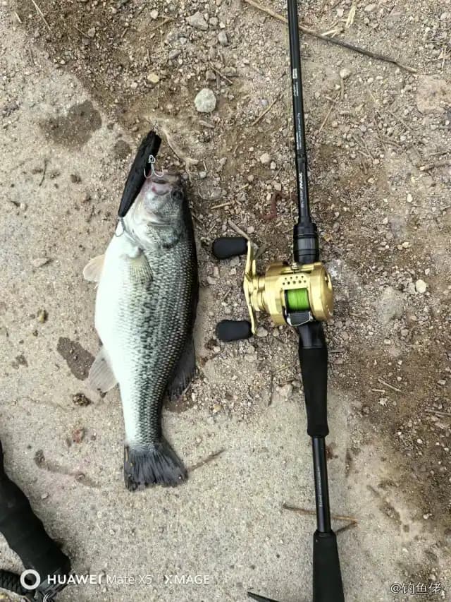 大口黑鲈钓获 0.3kg