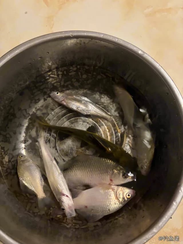锦鲤钓获 4kg