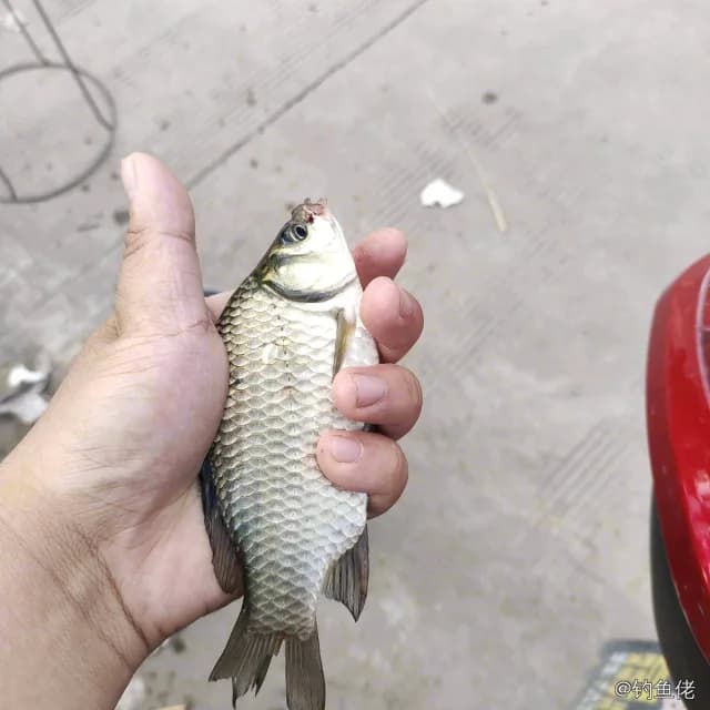 鲫鱼钓获 0.45kg
