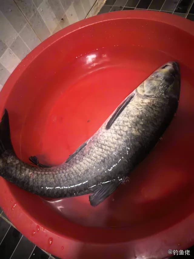青鱼钓获 4.85kg