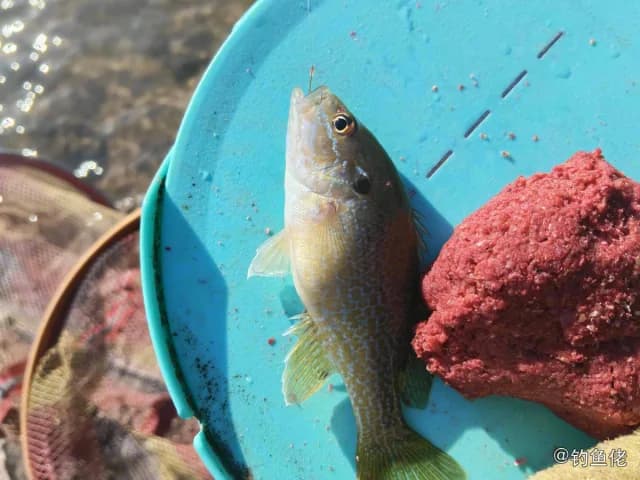 蓝太阳鱼钓获 0.09kg