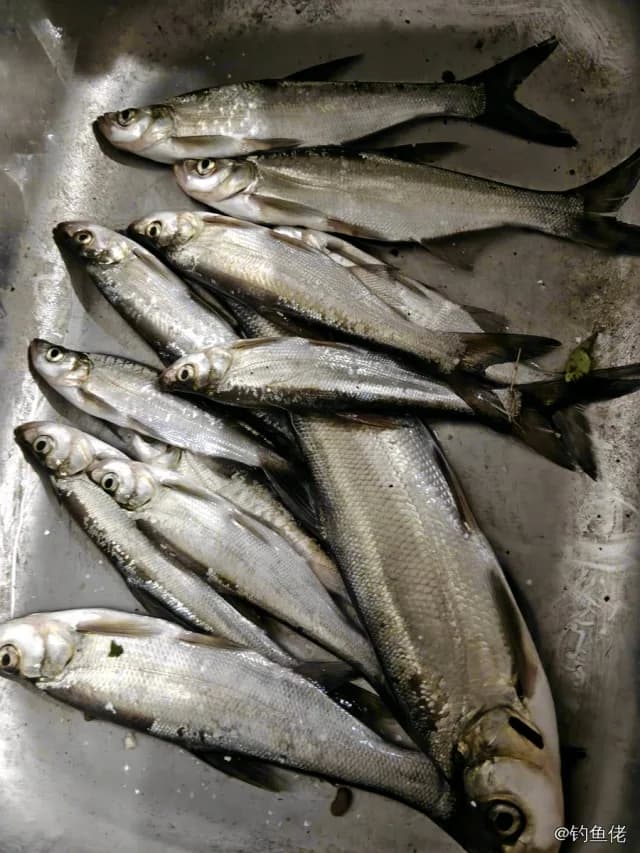 翘嘴鲌钓获 1kg