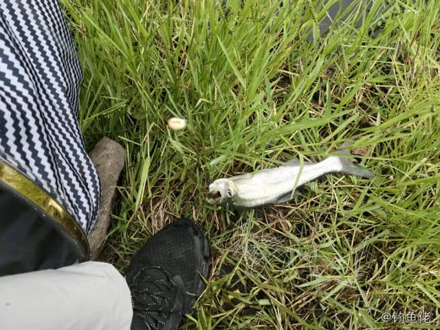 翘嘴鲌钓获 1kg