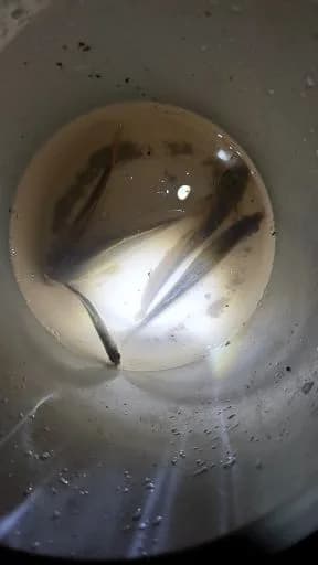 鲤鱼钓获 0.6kg