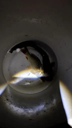 鲶鱼钓获 1.5kg