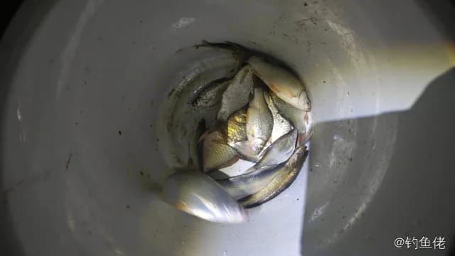 鲫鱼钓获 0.45kg