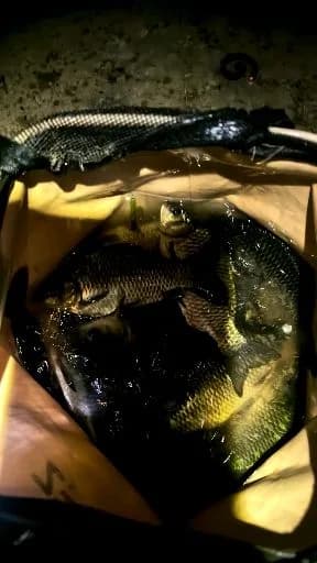 鲫鱼钓获 1.3kg