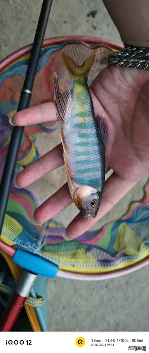 宽鳍鱲钓获 0.01kg