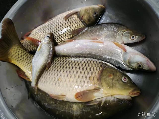 鲤鱼钓获 3kg