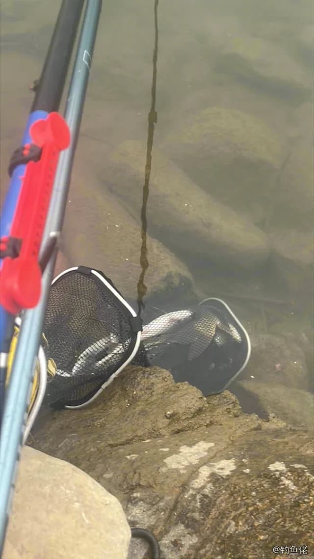鲤鱼钓获 20.2kg