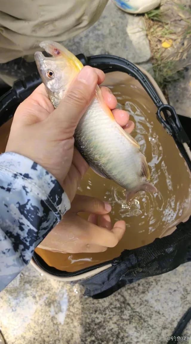 马口鱼钓获 0.01kg