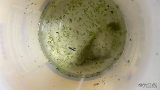 鲫鱼钓获 1.3kg
