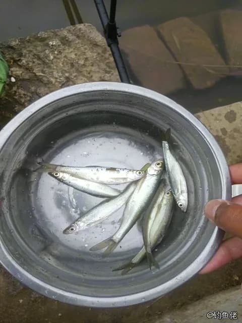 白条钓获 0.05kg