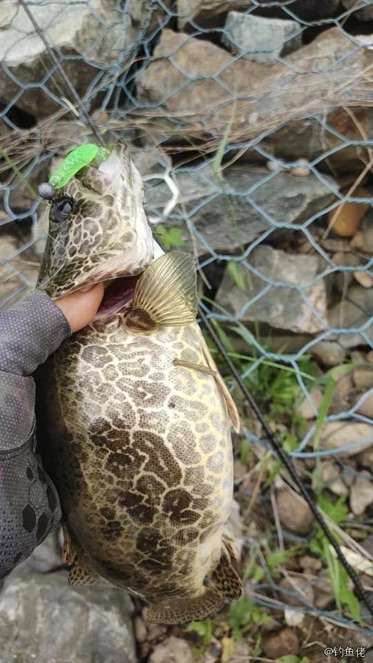 斑鳜钓获 1kg
