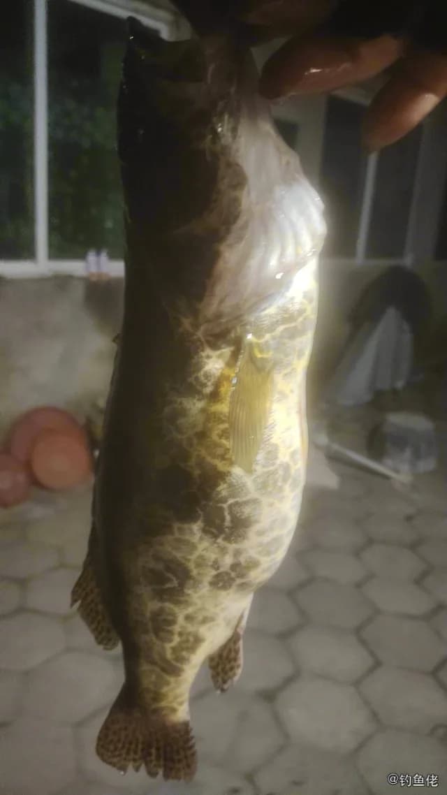 斑鳜钓获 1kg