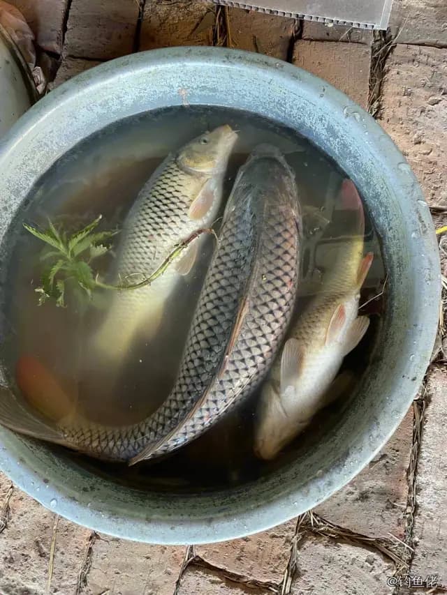 鲤鱼钓获 4kg