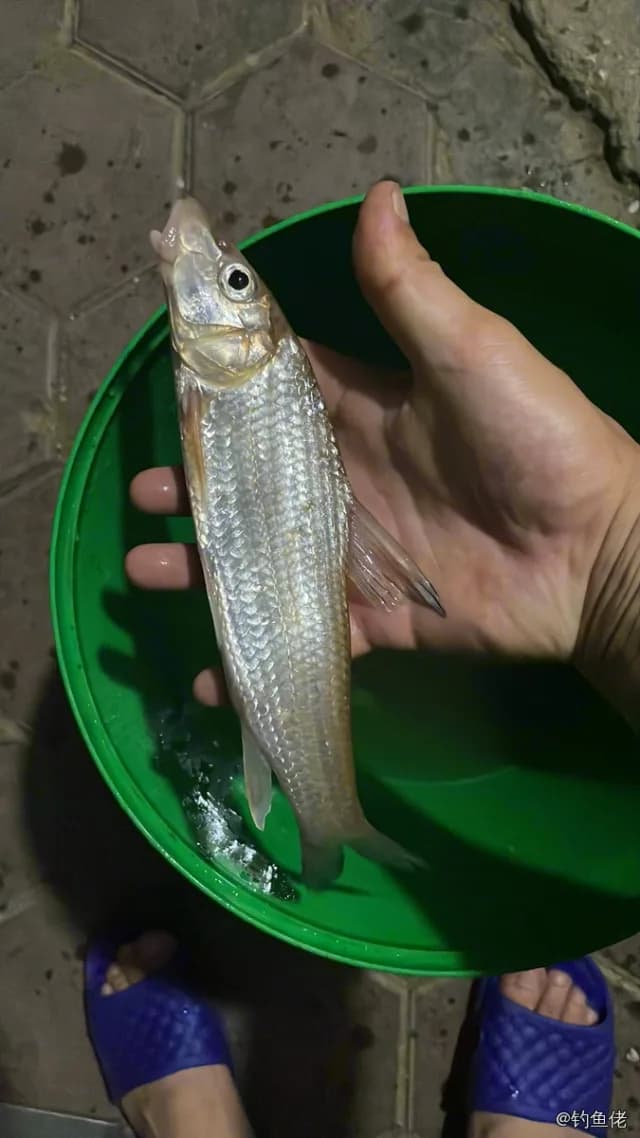 唇䱻钓获 1kg