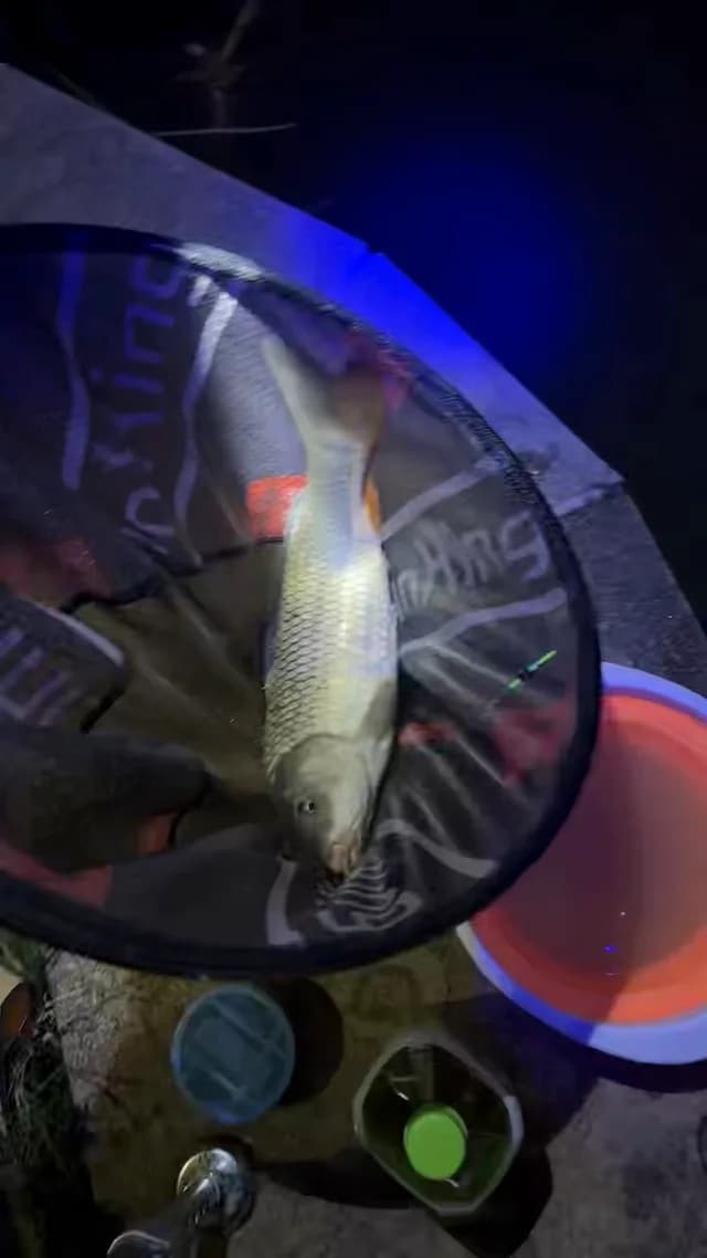 鲤鱼钓获 18kg