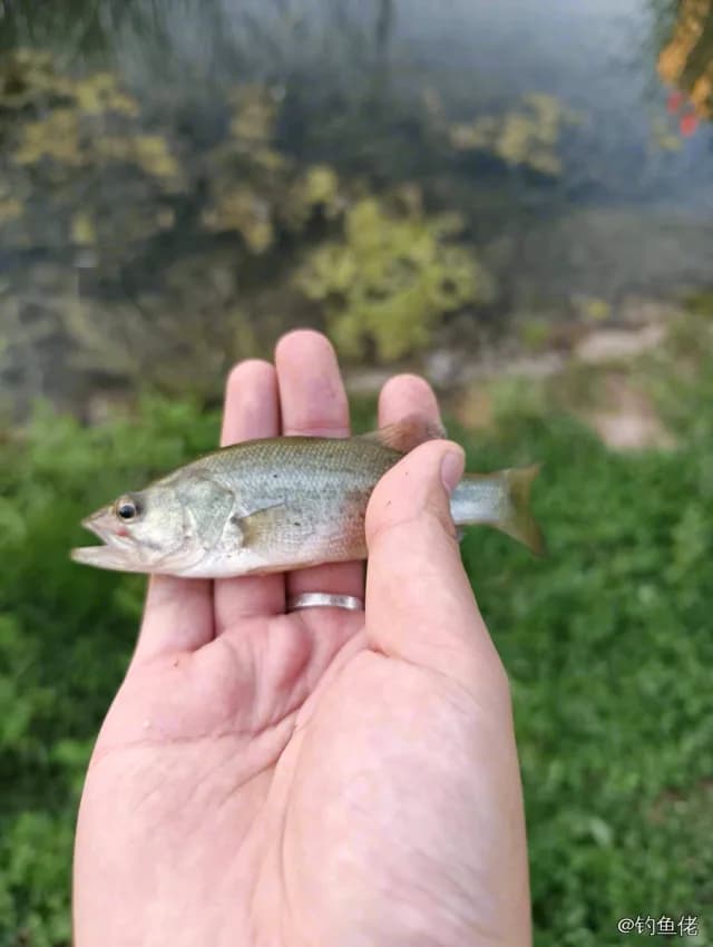 大口黑鲈钓获 0.3kg