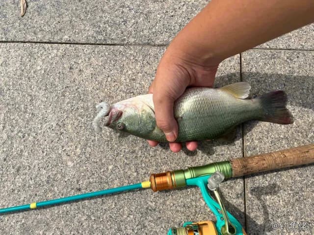 大口黑鲈钓获 1.01kg