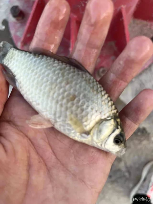 鲫鱼钓获 0.45kg