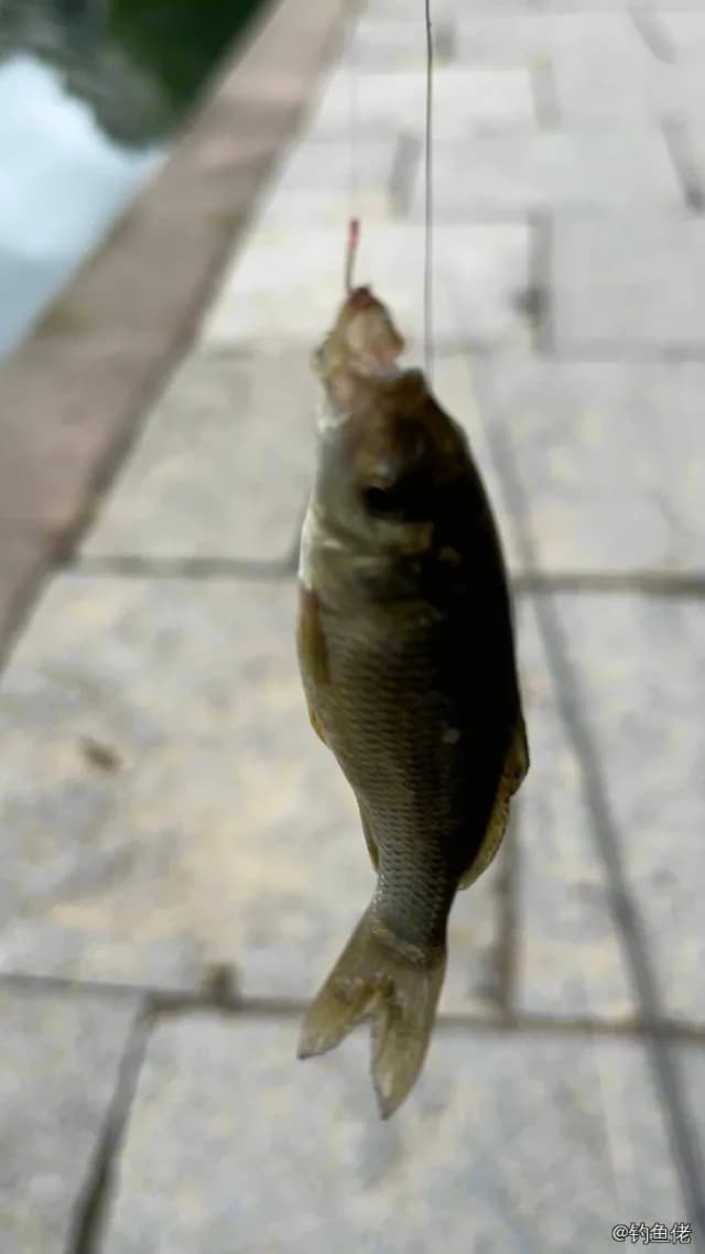 鲤鱼钓获 
